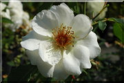Rosier Madame de Cocqfontaine (syn. : Heimat)