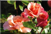 Rosier Soir d'été (syn. Sommerpoesie)