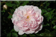 Rosier Reine des fées (syn. Märchenfee)