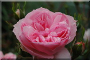 Rosier Souvenir de Handlova