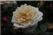 Rosier Henryke