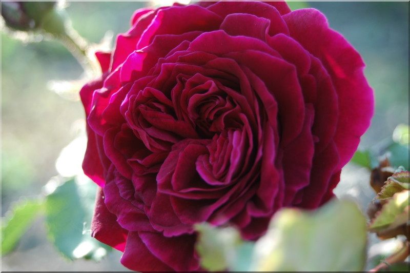 101_empereur du maroc 4849