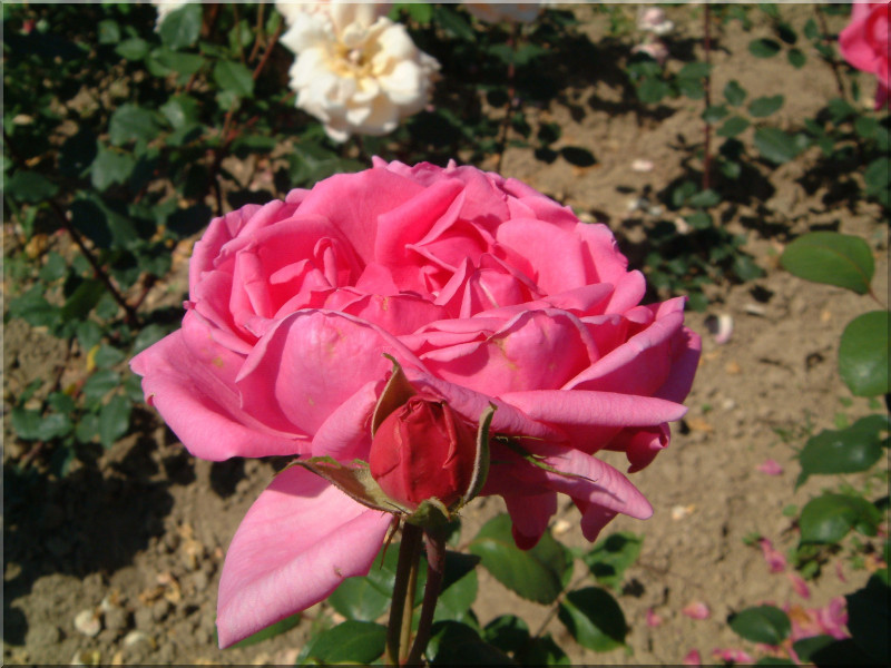 134_mevronow_amelie_mueller_0992