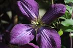 Clematis 'JACKMANII PURPUREA'