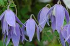 Clematis alpina 'Cyanea'