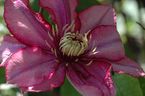 Clematis 'Paradiso'