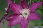 Clematis 'Freedom'