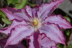 Clematis 'Palette'