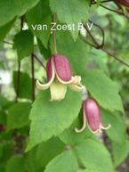 Clematis 'japonica'