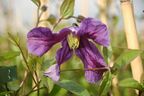 Clematis 'Hendersonii'