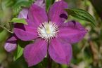 Clematis 'Firefly'