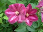Clematis 'Firefly'