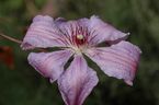 Clematis 'Minister'