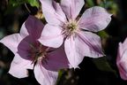 Clematis 'Summerdream'