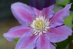 Clematis 'Hania'