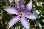 Clematis 'Dorothy Walton'
