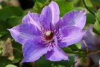 Clematis 'Koenigssohn'