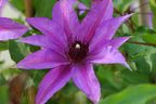 Clematis 'Natascha'