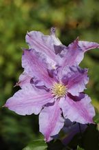 Clematis 'Tartu'