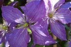 Clematis 'Rhapsody'