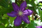 Clematis 'Hakuokan'