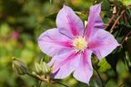Clematis 'Barbara Jackman'