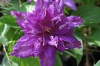 Clematis 'Maria Louise'