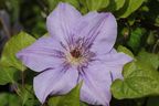 Clematis 'Princess of Wales'