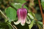 Clematis 'viorna'