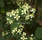 Clematis 'virginiana'