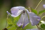 Clematis viticella 'Caerulea Luxurians'